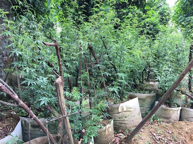 hồng cổ SaPa, thung lũng hoa hồng, đại gia Việt, vườn hồng cổ, hồng cổ ở Hà nội