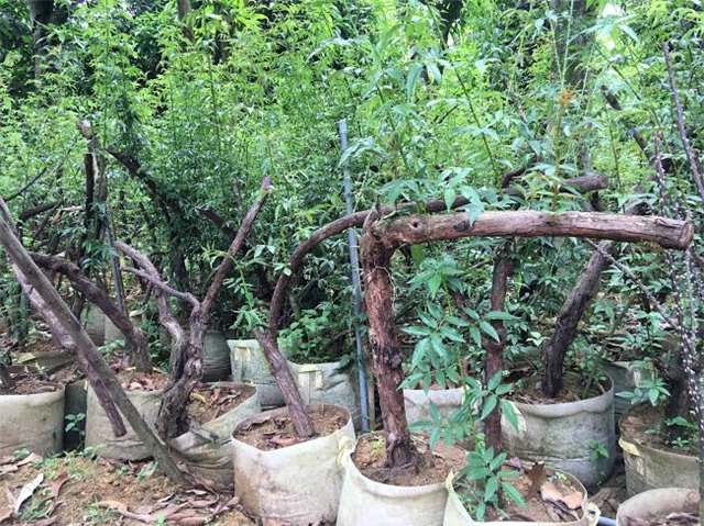 hồng cổ SaPa, thung lũng hoa hồng, đại gia Việt, vườn hồng cổ, hồng cổ ở Hà nội