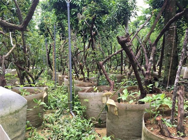 hồng cổ SaPa, thung lũng hoa hồng, đại gia Việt, vườn hồng cổ, hồng cổ ở Hà nội