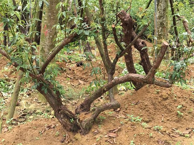 hồng cổ SaPa, thung lũng hoa hồng, đại gia Việt, vườn hồng cổ, hồng cổ ở Hà nội