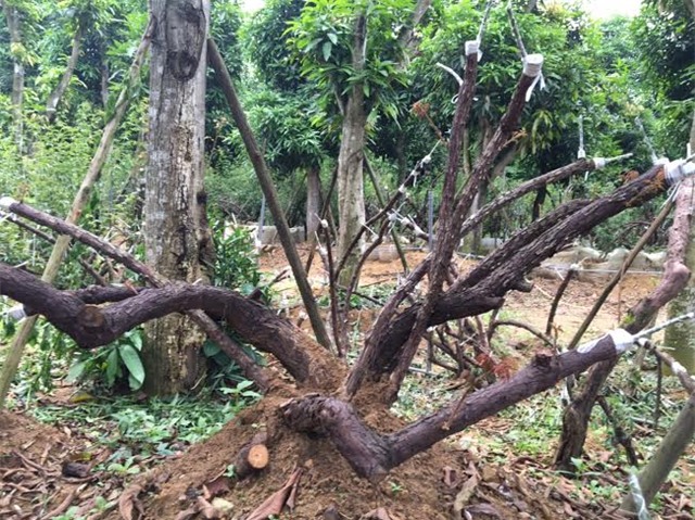 hồng cổ SaPa, thung lũng hoa hồng, đại gia Việt, vườn hồng cổ, hồng cổ ở Hà nội