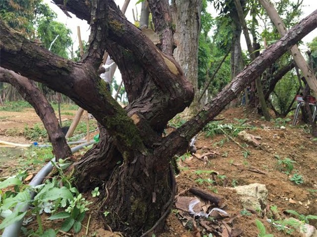 hồng cổ SaPa, thung lũng hoa hồng, đại gia Việt, vườn hồng cổ, hồng cổ ở Hà nội