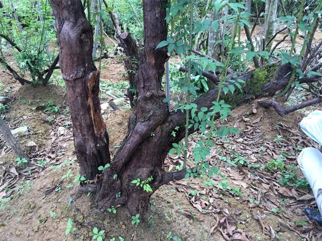 hồng cổ SaPa, thung lũng hoa hồng, đại gia Việt, vườn hồng cổ, hồng cổ ở Hà nội