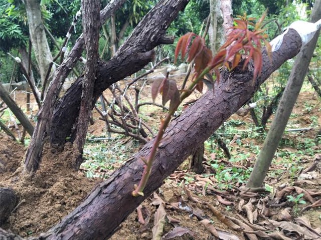 hồng cổ SaPa, thung lũng hoa hồng, đại gia Việt, vườn hồng cổ, hồng cổ ở Hà nội