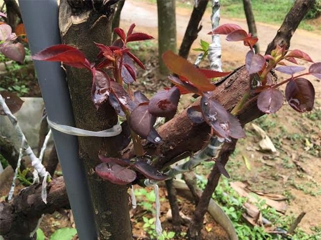 hồng cổ SaPa, thung lũng hoa hồng, đại gia Việt, vườn hồng cổ, hồng cổ ở Hà nội