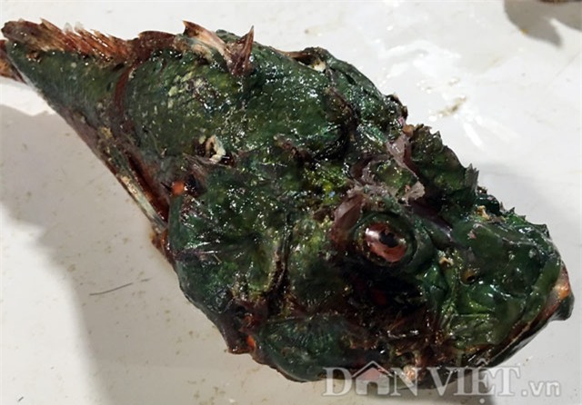 Cá mặt quỷ - đặc sản nhìn phát ghê, ăn lại mê-1