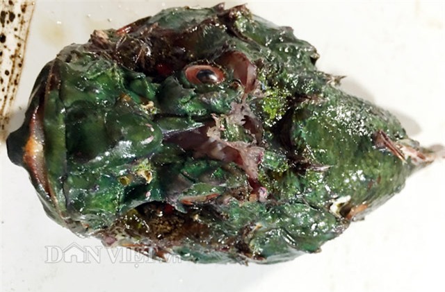 Cá mặt quỷ - đặc sản nhìn phát ghê, ăn lại mê-2