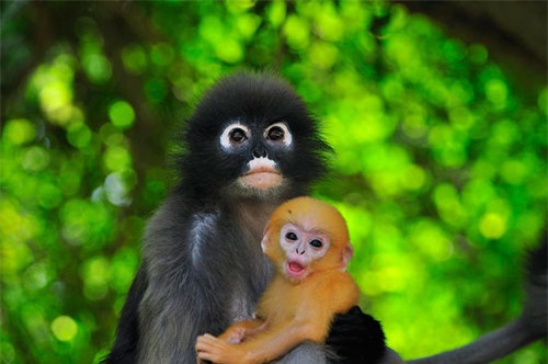 top 10 giong khi so huu ngoai hinh doc dao nhat the gioi hinh anh 1