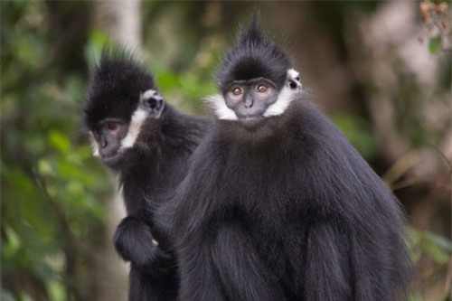 top 10 giong khi so huu ngoai hinh doc dao nhat the gioi hinh anh 10