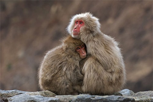 top 10 giong khi so huu ngoai hinh doc dao nhat the gioi hinh anh 2