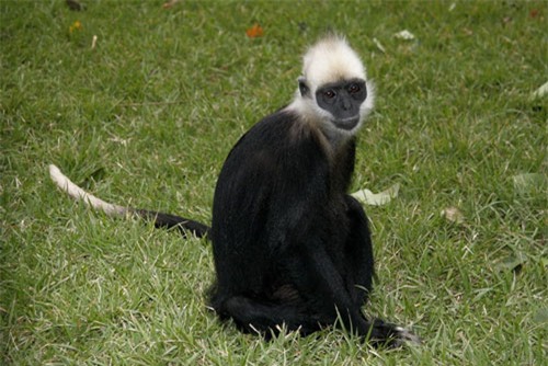 top 10 giong khi so huu ngoai hinh doc dao nhat the gioi hinh anh 3