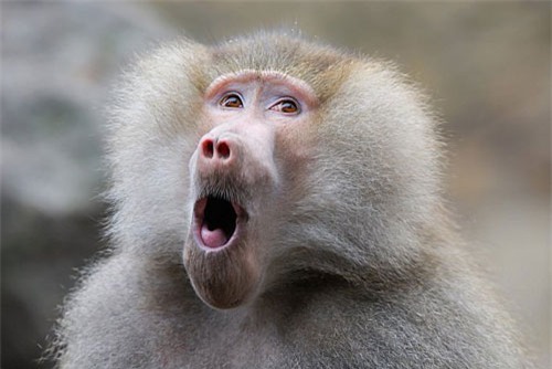 top 10 giong khi so huu ngoai hinh doc dao nhat the gioi hinh anh 7