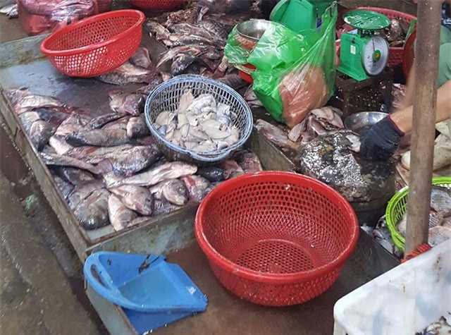 cá ươn, chợ đầu mối, cá ươn giá rẻ, quán ăn, bún cá, chợ Dịch Vọng Hậu, cá thối