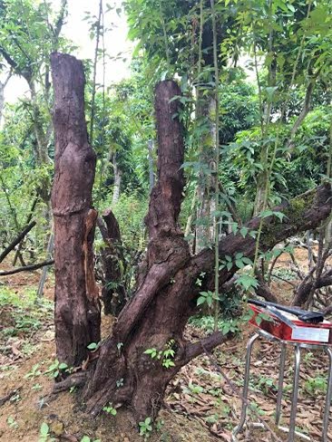 hồng cổ sapa, đại gia hà nội, đại gia, cây hồng cổ, hồng cổ sapa ở Hà nội, vườn hồng cổ, hồng cổ phu thê