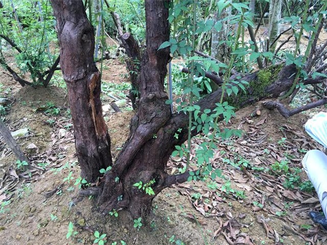 hồng cổ sapa, đại gia hà nội, đại gia, cây hồng cổ, hồng cổ sapa ở Hà nội, vườn hồng cổ, hồng cổ phu thê