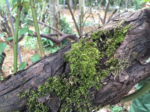 hồng cổ sapa, đại gia hà nội, đại gia, cây hồng cổ, hồng cổ sapa ở Hà nội, vườn hồng cổ, hồng cổ phu thê