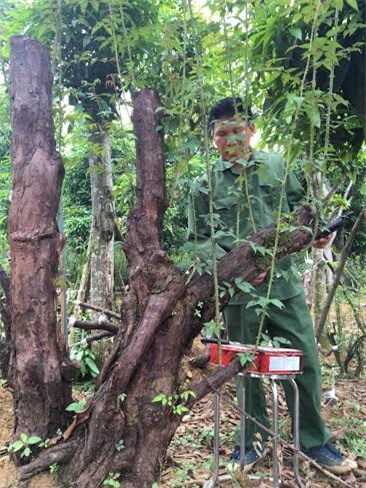 hồng cổ sapa, đại gia hà nội, đại gia, cây hồng cổ, hồng cổ sapa ở Hà nội, vườn hồng cổ, hồng cổ phu thê