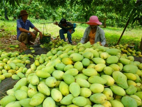 nong-dan-dieu-dung-vi-tin-don-xoai-co-doc