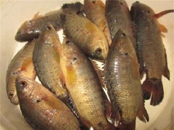 Pọoc cà nhạy, cá rô đồng kho đọt me, món ngon dân dã, đặc sản Trà Vinh, du lịch Trà Vinh, ẩm thực Trà Vinh