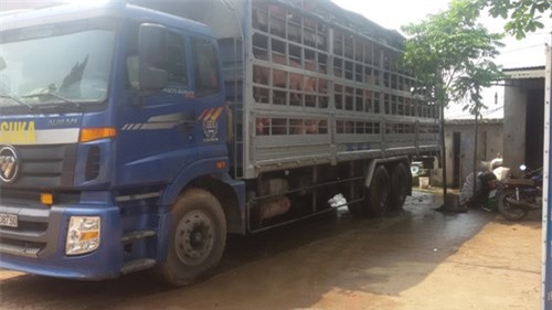 lợn xuất khẩu, thương lái Trung Quốc, thu mua lợn, cửa khẩu Móng Cái, Lạng Sơn, Trung Quốc dừng nhập khẩu lợn