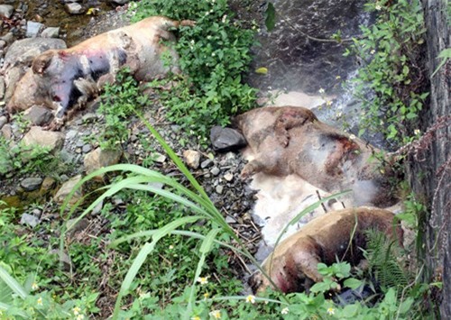 lợn xuất khẩu, thương lái Trung Quốc, thu mua lợn, cửa khẩu Móng Cái, Lạng Sơn, Trung Quốc dừng nhập khẩu lợn