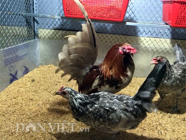 cham rau toi 2 gio sang, 9x bi tieng “yeu rau hon chong” hinh anh 13