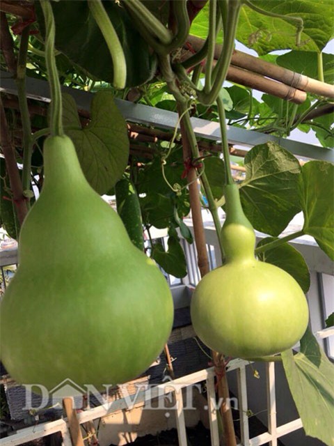 cham rau toi 2 gio sang, 9x bi tieng “yeu rau hon chong” hinh anh 14