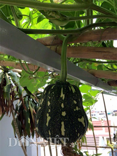 cham rau toi 2 gio sang, 9x bi tieng “yeu rau hon chong” hinh anh 15