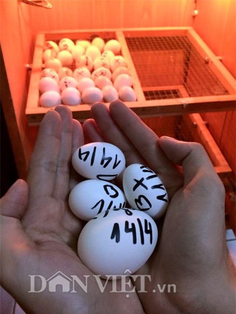 cham rau toi 2 gio sang, 9x bi tieng “yeu rau hon chong” hinh anh 16