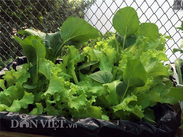 cham rau toi 2 gio sang, 9x bi tieng “yeu rau hon chong” hinh anh 20