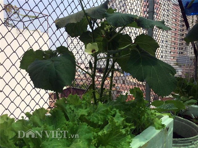 cham rau toi 2 gio sang, 9x bi tieng “yeu rau hon chong” hinh anh 21