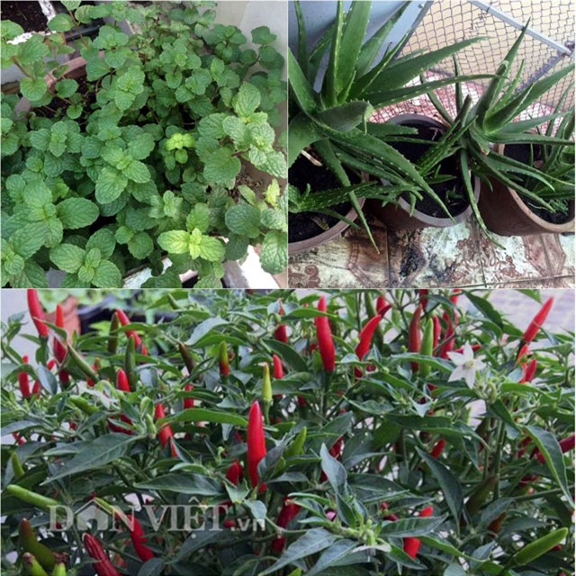 cham rau toi 2 gio sang, 9x bi tieng “yeu rau hon chong” hinh anh 7