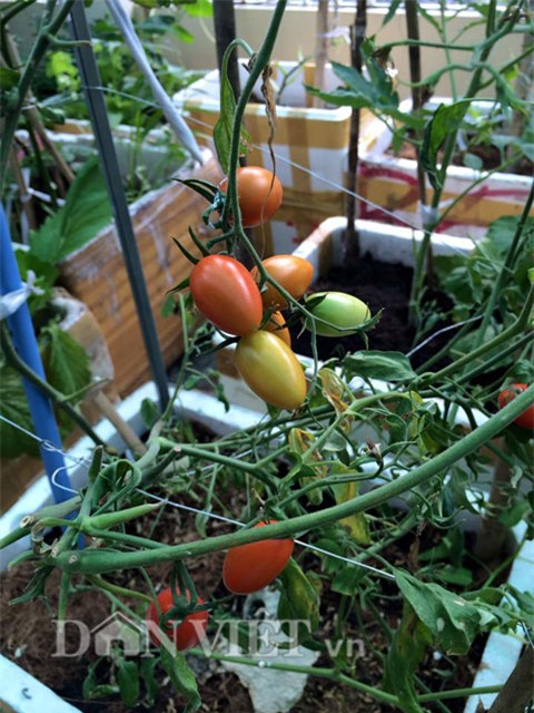 cham rau toi 2 gio sang, 9x bi tieng “yeu rau hon chong” hinh anh 8