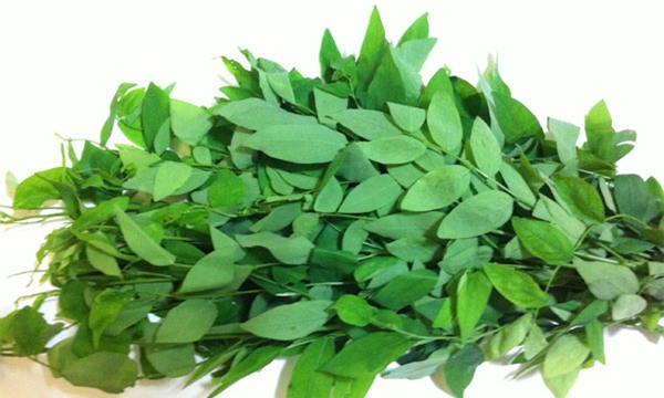 rau-ngot-blogtamsuvn (2)