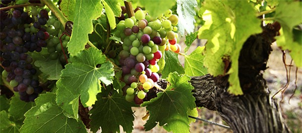 Tìm hiểu chất lỏng hô biến trái xanh thành trái chín - Ảnh 4.