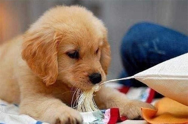 chon vat nuoi hop menh mang lai may man cho chu nha - 1