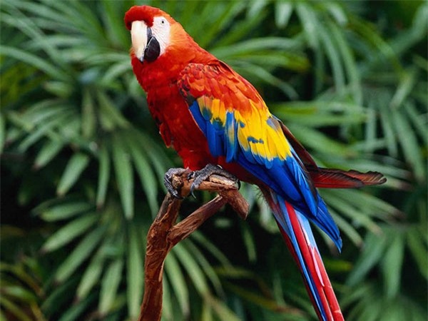 chon vat nuoi hop menh mang lai may man cho chu nha - 2