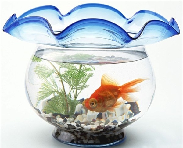 chon vat nuoi hop menh mang lai may man cho chu nha - 3