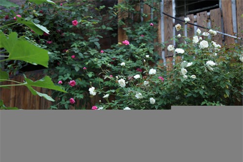 chang trai 8x bo pho ra ngoai o lam 