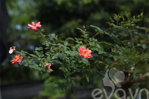 chang trai 8x bo pho ra ngoai o lam