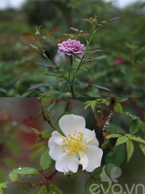 chang trai 8x bo pho ra ngoai o lam 