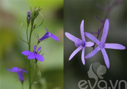 chang trai 8x bo pho ra ngoai o lam 