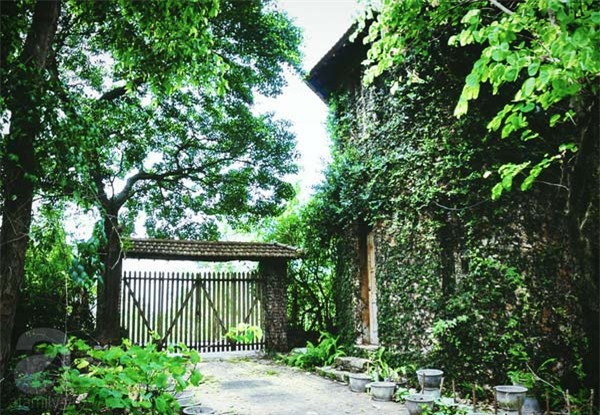 Khu vườn, hoa hồng, Hà Nội, ban công, vườn hoa, vườn rau, rau sạch, sân thượng, nhà chật