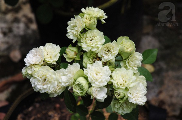 Khu vườn, hoa hồng, Hà Nội, ban công, vườn hoa, vườn rau, rau sạch, sân thượng, nhà chật