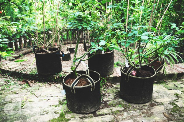 Khu vườn, hoa hồng, Hà Nội, ban công, vườn hoa, vườn rau, rau sạch, sân thượng, nhà chật