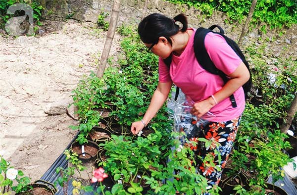 Khu vườn, hoa hồng, Hà Nội, ban công, vườn hoa, vườn rau, rau sạch, sân thượng, nhà chật