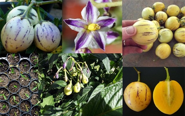 dua pepino duoc chi em rao riet “san lung” trong the nao? hinh anh 1