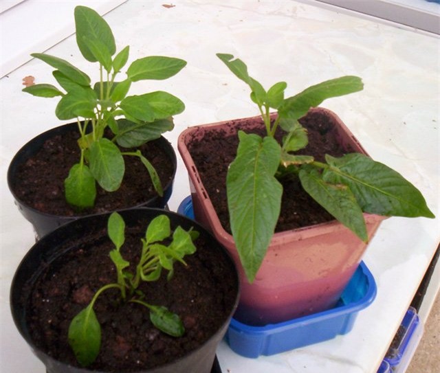 dua pepino duoc chi em rao riet “san lung” trong the nao? hinh anh 10