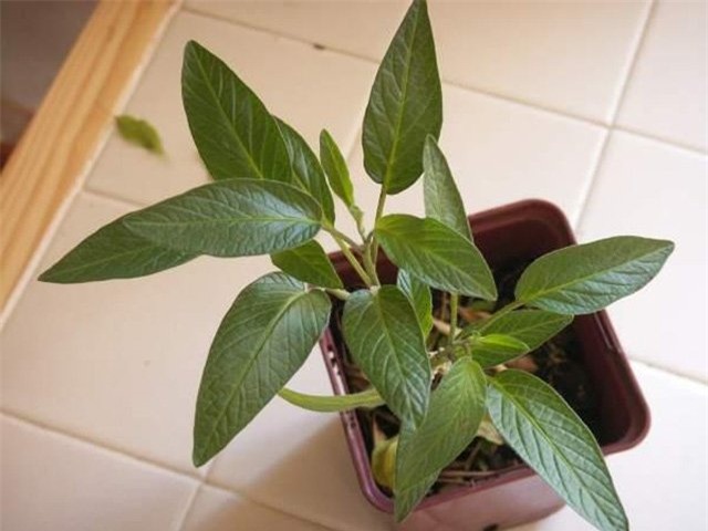 dua pepino duoc chi em rao riet “san lung” trong the nao? hinh anh 11