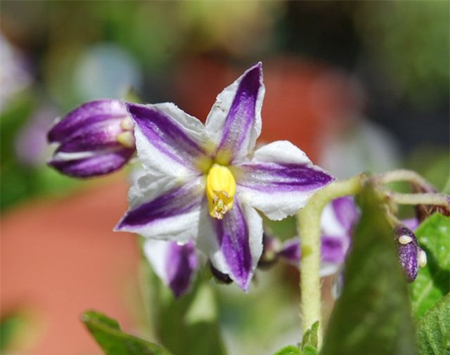 dua pepino duoc chi em rao riet “san lung” trong the nao? hinh anh 12